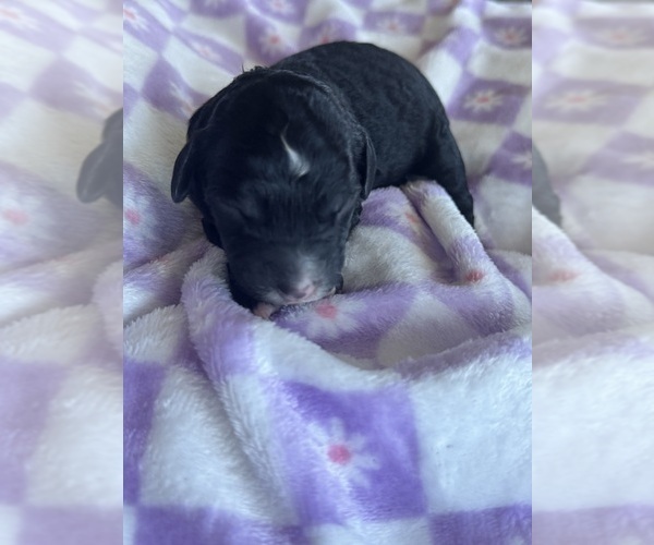 Medium Photo #29 Aussiedoodle-Bernedoodle Mix Puppy For Sale in BELTON, SC, USA