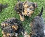Small Photo #4 Yorkshire Terrier Puppy For Sale in MANTECA, CA, USA