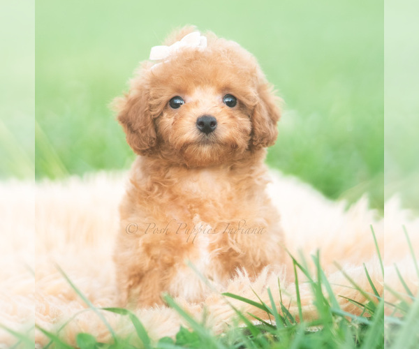Medium Photo #5 Poodle (Toy) Puppy For Sale in WARSAW, IN, USA