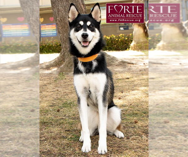 Medium Photo #2 Huskies -Siberian Husky Mix Puppy For Sale in Marina del Rey, CA, USA