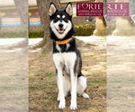Small #1 Huskies -Siberian Husky Mix