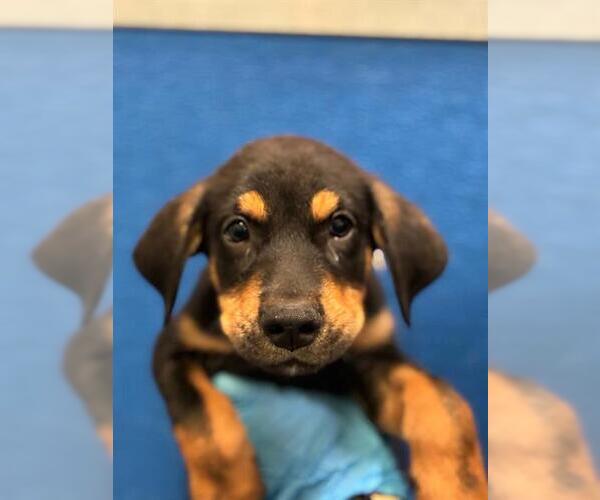 Medium Photo #1 German Shepherd Dog-Unknown Mix Puppy For Sale in Visalia, CA, USA