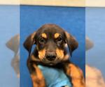 Small German Shepherd Dog Mix