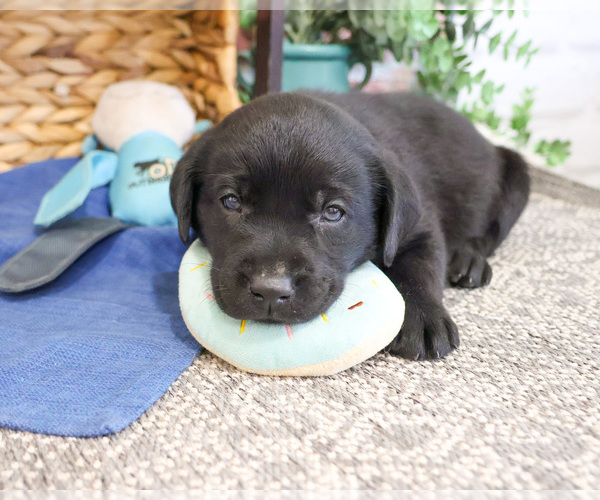 Medium Photo #3 Labrador Retriever Puppy For Sale in SYRACUSE, IN, USA
