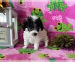 Small Photo #2 Poodle (Toy) Puppy For Sale in BROWNSVILLE, KY, USA