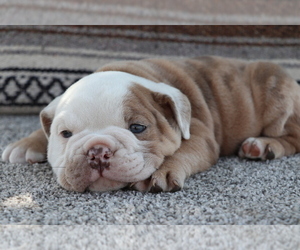 Bulldog Puppy for sale in SHILOH, OH, USA