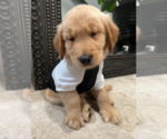 Small #11 Golden Retriever