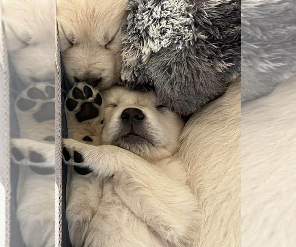 Medium Photo #3 Golden Retriever Puppy For Sale in WILTON, CA, USA