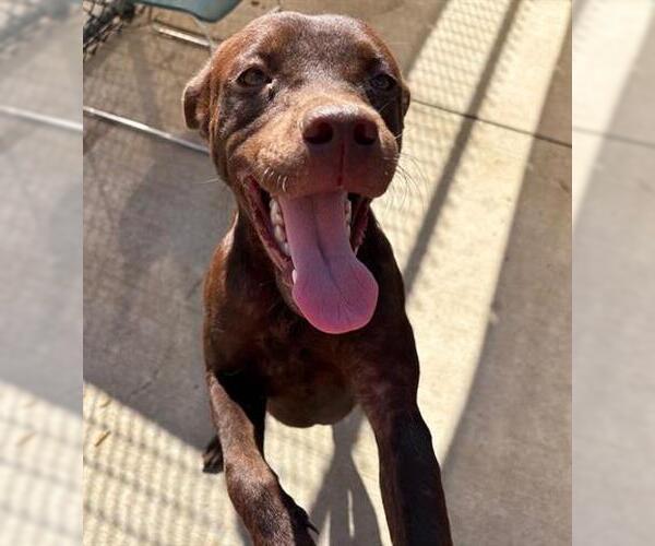 Medium Photo #1 Labrador Retriever-Unknown Mix Puppy For Sale in Tulsa, OK, USA