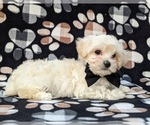 Small Photo #5 Maltipoo Puppy For Sale in LANCASTER, PA, USA