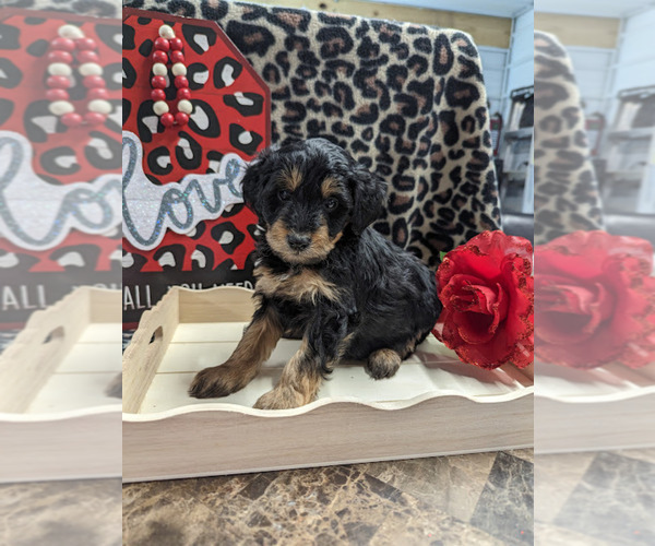 Medium Photo #4 Bernedoodle (Miniature) Puppy For Sale in SPARTA, MO, USA