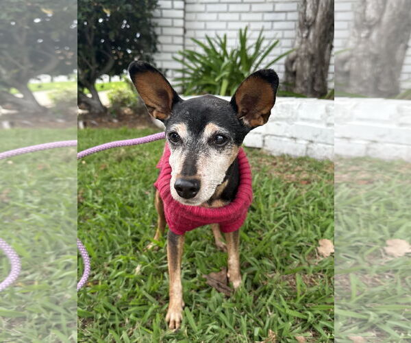 Medium Photo #4 Miniature Pinscher Puppy For Sale in Newport Beach, CA, USA