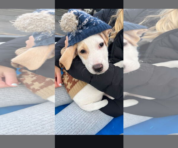 Medium Photo #1 Labrador Retriever-Unknown Mix Puppy For Sale in NYC, NY, USA