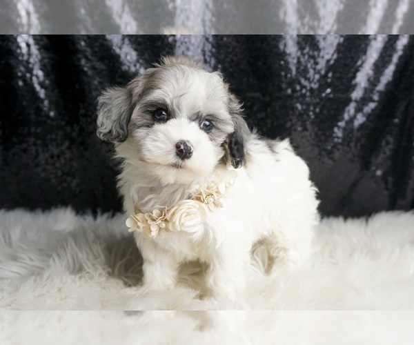 Medium Photo #143 Maltipoo Puppy For Sale in WARSAW, IN, USA