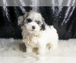 Small Photo #143 Maltipoo Puppy For Sale in WARSAW, IN, USA