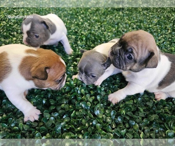 Medium Photo #4 French Bulldog Puppy For Sale in NORTH LAS VEGAS, NV, USA