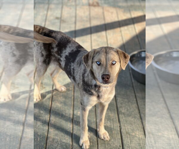 Medium Photo #1 Catahoula Leopard Dog Puppy For Sale in Lakemont, GA, USA