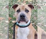 Small #1 Argentinian Mastiff Mix