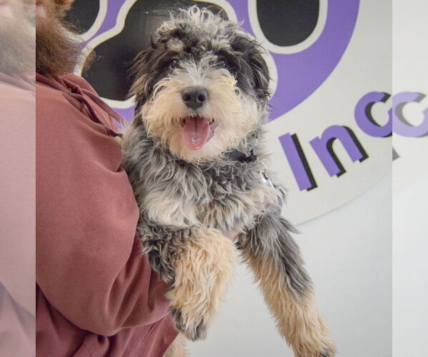 Medium Photo #2 Mutt Puppy For Sale in Huntley, IL, USA