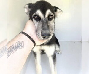 German Shepherd Dog Dogs for adoption in Houston, TX, USA