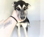 Small German Shepherd Dog