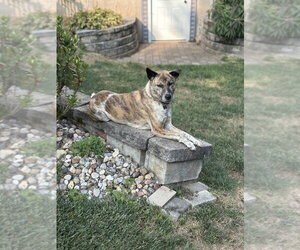 Gili - Female Akita-Unknown Mix Dog for Adoption - Photo #2