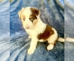 Puppy Juno Australian Shepherd