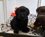 Small #3 Labrador Retriever
