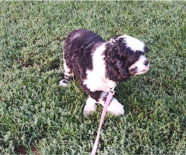 Medium Photo #2 Cocker Spaniel Puppy For Sale in Mukwonago, WI, USA