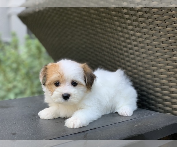 Medium Photo #2 Havanese Puppy For Sale in HOUSTON, TX, USA