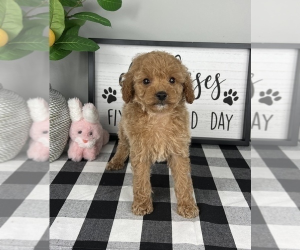 Medium Photo #3 Cavapoo Puppy For Sale in FRANKLIN, IN, USA