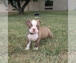 Small #6 Boston Terrier