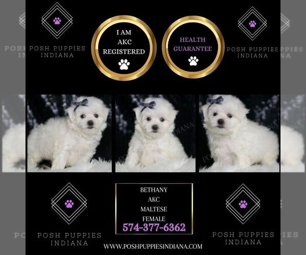 Medium Photo #2 Maltese Puppy For Sale in WARSAW, IN, USA
