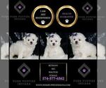 Small #1 Maltese