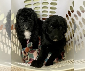Bernedoodle Puppy for Sale in ROANOKE, Illinois USA