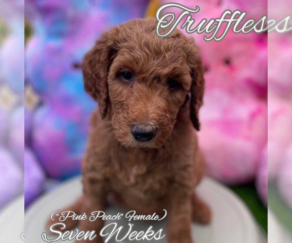 Full screen Photo #5 Goldendoodle Puppy For Sale in SAN ANTONIO, TX, USA