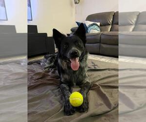 Aries- - Male Border Collie-Texas Heeler Mix Dog for Adoption - Photo #2