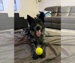 Small #1 Border Collie-Texas Heeler Mix