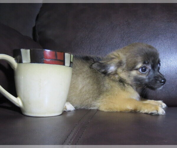 Medium Photo #6 Chihuahua Puppy For Sale in HAYES, VA, USA