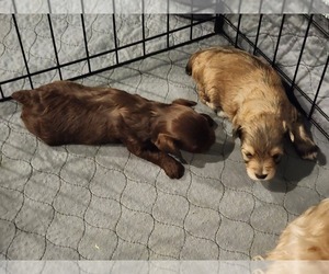 YorkiePoo Litter for sale in BLUE MOUND, TX, USA