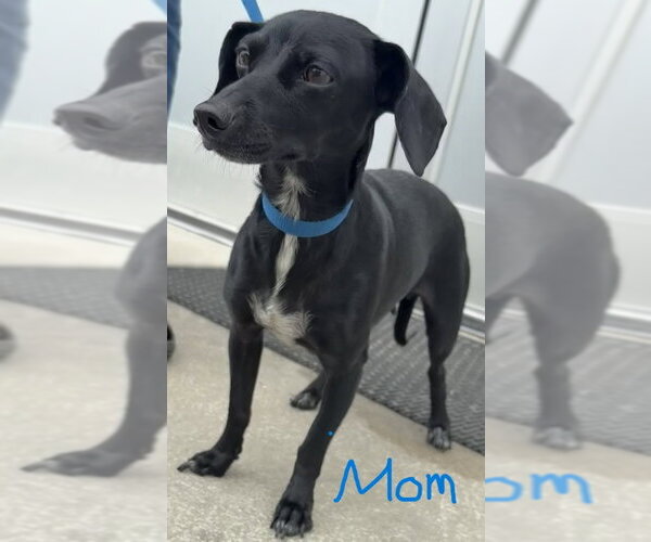 Medium Photo #7 Boykin Spaniel-Labrador Retriever Mix Puppy For Sale in Sanford, FL, USA