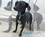 Small #6 Boykin Spaniel-Labrador Retriever Mix