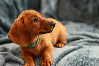 Dachshund Puppy for sale in CROWLEY, TX, USA