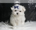 Puppy Charming AKC Maltese