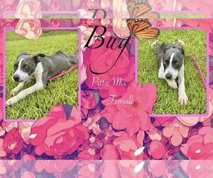 Medium American Pit Bull Terrier Mix