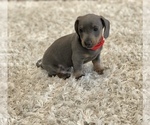 Small Photo #5 Dachshund Puppy For Sale in LOBELVILLE, TN, USA