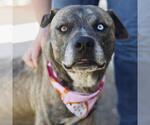 Small American Staffordshire Terrier Mix