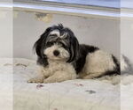 Small #1 Havanese