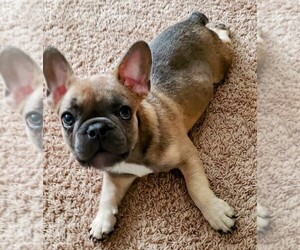 French Bulldog Puppy for sale in TAMPA, FL, USA