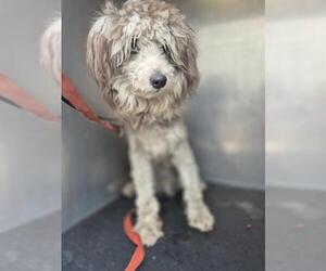 Poodle (Miniature)-Unknown Mix Dogs for adoption in San Antonio, TX, USA
